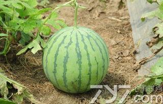 吃不熟的朋友的瓜怎么吃,如何享用吃不熟的朋友的瓜