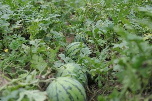 溧阳骑行吃瓜,沿途吃瓜趣事多