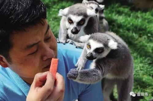 动物吃瓜事件,一场奇妙的食瓜大事件揭秘