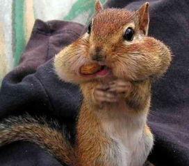 吃瓜组长小松鼠,揭秘娱乐圈那些事儿