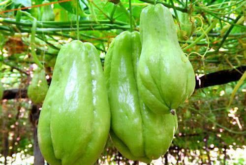 买佛手瓜吃,探索健康美味的绿色佳肴