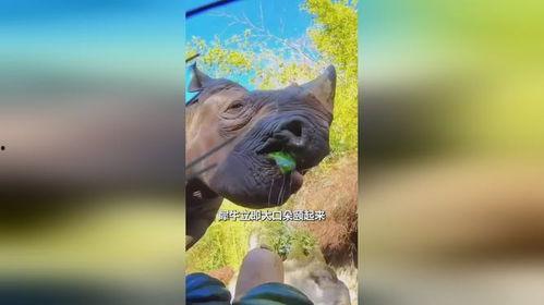 搜索犀牛吃瓜,揭秘野生动物的独特饮食习惯——犀牛吃瓜记