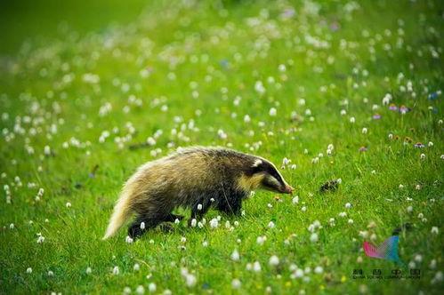 麋鹿不迷路吃瓜,不迷路吃瓜的智慧之旅