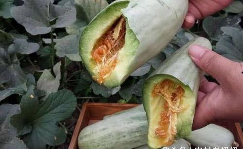 吃甜瓜视频吃哈密瓜,从吃甜瓜到品哈密瓜的味蕾之旅