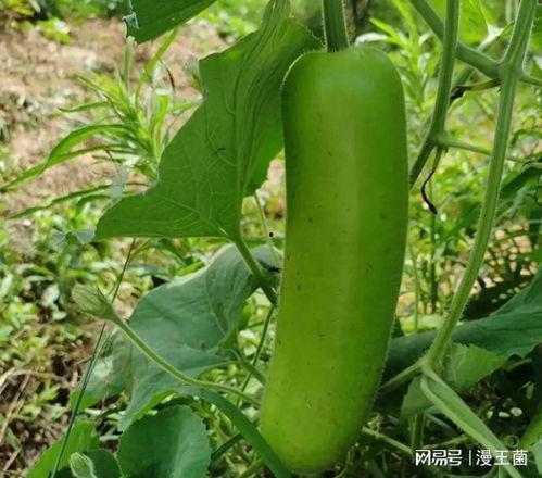 瓠子瓜痛风可以吃,合理食用助缓解