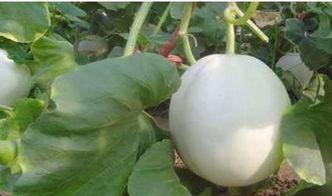 吃白兰瓜会胖吗,吃白兰瓜真的会发胖吗？