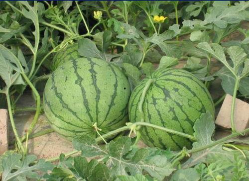 兰田吃瓜事件,一场网络狂欢背后的真相与反思