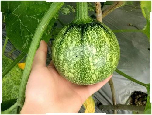 吃小乳瓜的好处,营养美味，健康生活好伴侣