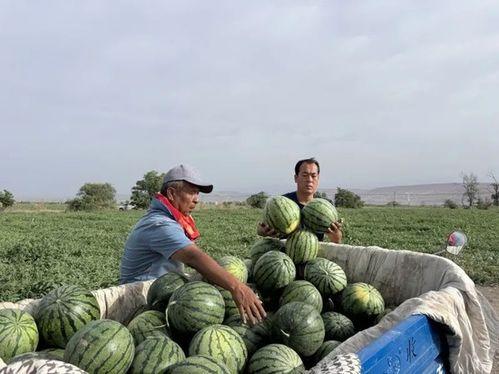 积极在线吃瓜,积极在线吃瓜，共享欢乐时光