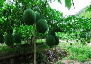 瓠瓜是吊瓜吗怎么吃的